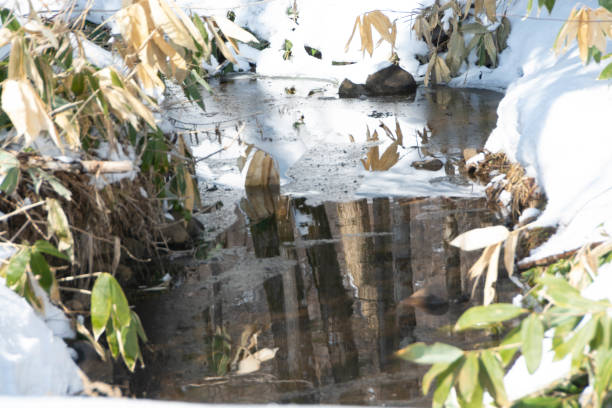 눈이 녹기 시작한 브룩 - hokkaido japan stream forest 뉴스 사진 이미지
