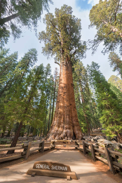 генерал шерман гигантский секвойя - bark tree autumn tree trunk стоковые фото и изображения