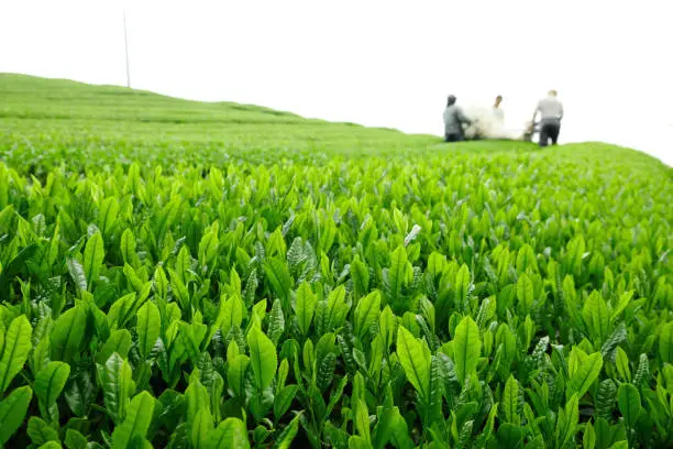 Focus on tea leaves, and the blur farmer at the back. Shizuoka is the major perfecture to produce tea in Japan.