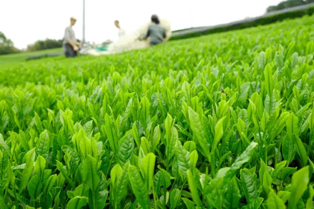 Focus on tea leaves, and the blur farmer at the back. Shizuoka is the major perfecture to produce tea in Japan.