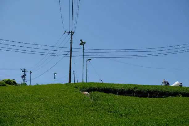 Shizuoka is the largest tea-producing area in Japan, with an estimated 40% of tea being produced in the prefecture. Freshly harvested tea during Spring time.