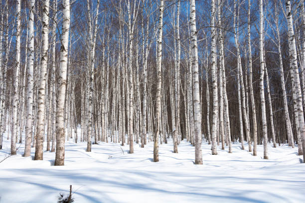 winter birke wald - silver birch tree stock-fotos und bilder