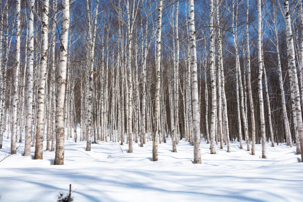 winter birch forest - silver birch tree imagens e fotografias de stock