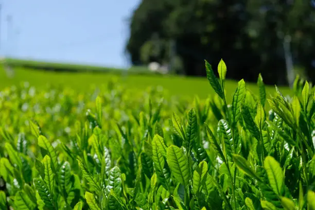 Fresh sprout of the organic green tea plant during spring time at Fujieda, Japan. They are ready to get harvested.