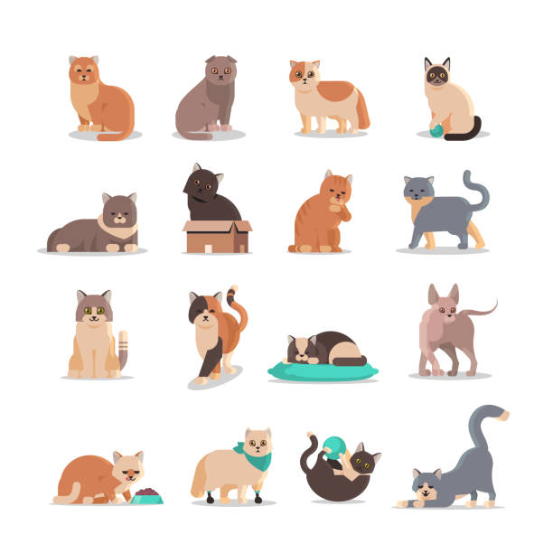 stockillustraties, clipart, cartoons en iconen met stel leuke katten in verschillende poses pluizige schattige cartoon dieren binnenlandse kitty huis huisdieren concept platte volledige lengte - dierlijk gedrag