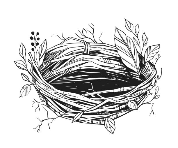 새둥지 일러스트레이션. 벡터로 변환 된 손으로 그린 스케치. 블랙 온 투명 - animal nest bird birds nest empty stock illustrations