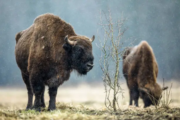 European bison (Bison bonasus)