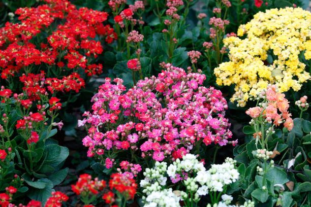 istock Colorful wild flowers at garden 1207059147