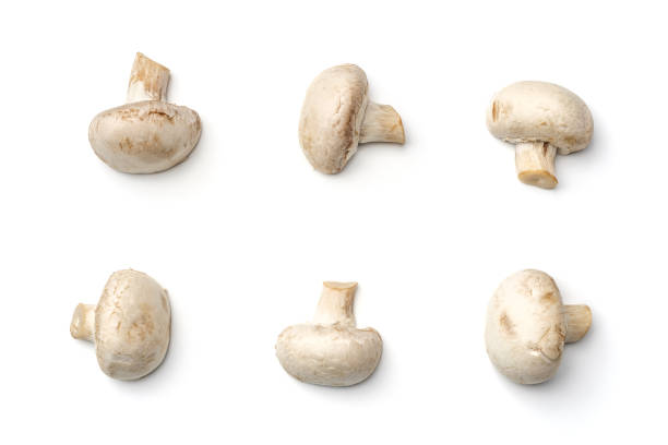 Mushroom champignon isolated on white background. Top view