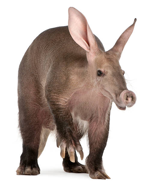 Aardvark, Orycteropus, sixteen  years old, in front of white background.