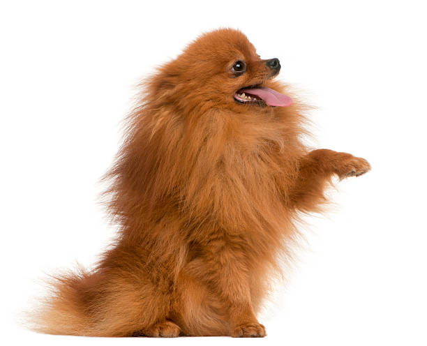 istock Spitz, three years old, with paw up, white background. 120705963