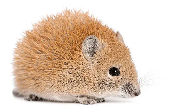 Golden Spiny Mouse, Acomys russatus, one year old, in front of white background.