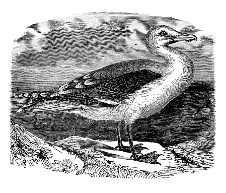Antique animal illustration: great black-backed gull (Larus marinus)