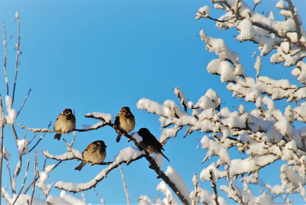 istock Cute Little Birds Perched on Snow Covered Branches in Winter 1207062973