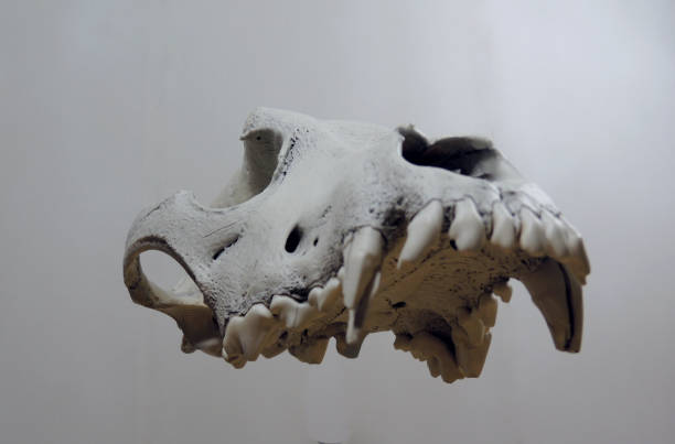 Floating Skull Of A Dog Without Lower Jaw Isolated Stock Photo - Download Image Now - Anatomy, Animal, Animal Body Part - iStock Floating Skull Of A Dog Without Lower Jaw Isolated Stock Photo - Download Image Now - Anatomy, Animal, Animal Body Part - iStock