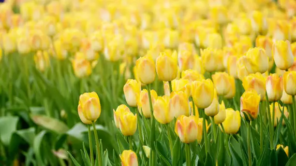 The Beautiful tulips flower in tulip field at winter or spring day