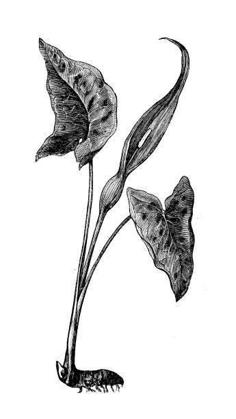 antyczne botanika ilustracja: arum maculatum, snakeshead, adder's root, arum, wild arum, arum lily - european adder illustrations stock illustrations