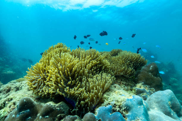 タイのプーケットの浅い海で美しいアネモネとピエロの魚。 - sea life andaman sea thailand damselfish ストックフォトと画像