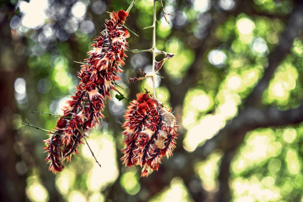 Close-up of a bunch of Caterpillars of Argentinian flag butterfly (Morpho epistrophus argentinus) hanging of a crown tree (Scutia buxifolia). stock photo