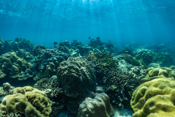 サンゴ礁と魚と水中シーン;タイ南部パンガー省スリン諸島の海。 - sea life andaman sea thailand damselfish ストックフォトと画像