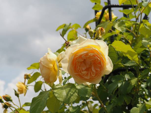 istock Beautiful yellow rose flower in full bloom 1207064890