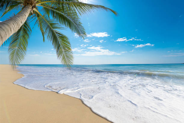 istock white sandy beach and the beautiful sea in summer. 1207065597