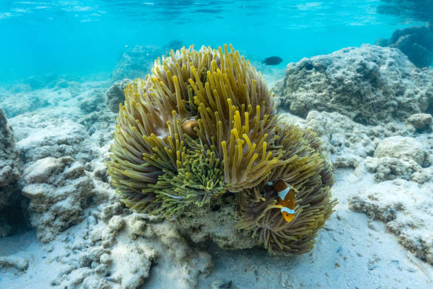 タイ南部のパンガー州スリン諸島の浅海で美しいアネモネとカモノミの魚。 - sea life andaman sea thailand damselfish ストックフォトと画像