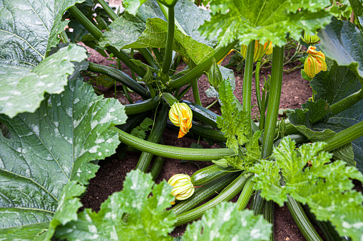 Fresh raw green zucchini on white background