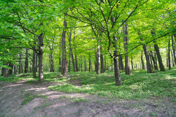 Fresh spring vegetation in April.