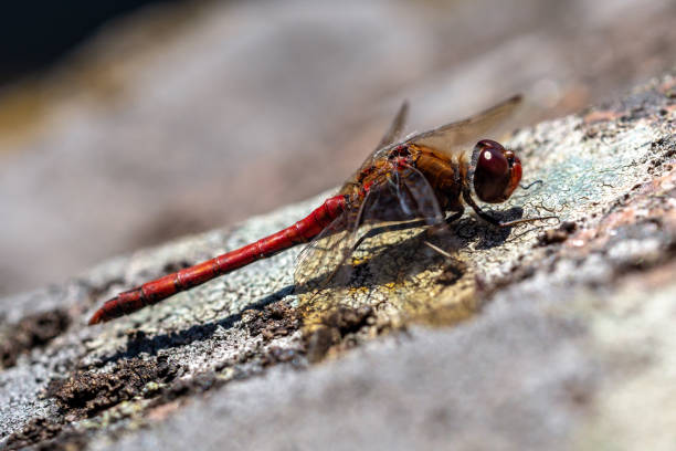 istock Close up of a red dragonfly sitting on a rock in sunlight 1207066110