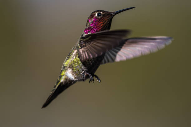 istock Hummingbird flying, flapping its wings in flight 1207066341