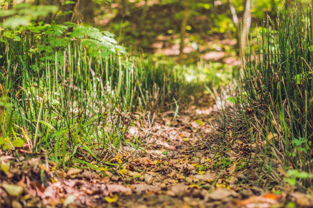 Wild plants - green background of horsetail or Tolkachik Equisetum arvense - Common Horsetail in spring. Green grass - abstract background of nature Wild plants - green background of horsetail or Tolkachik Equisetum arvense - Common Horsetail in spring. Green grass - abstract background of nature. horsetail bamboo stock pictures, royalty-free photos & images