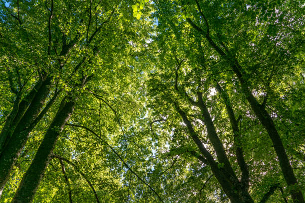 niski kąt widzenia buków w słońcu - beech leaf low angle view deciduous tree tree trunk zdjęcia i obrazy z banku zdjęć