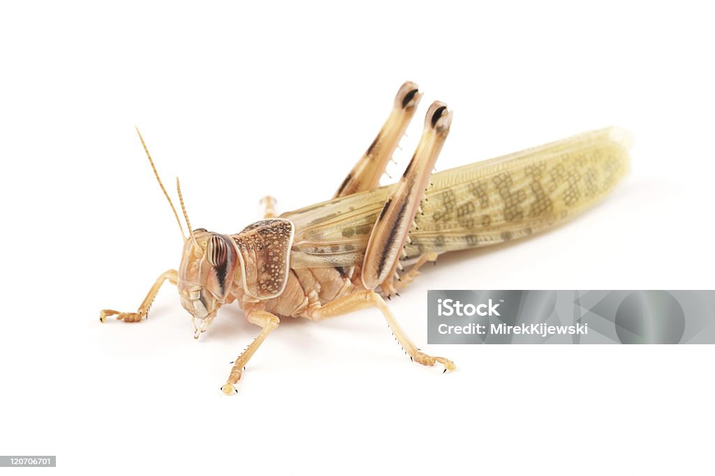 Desert locust (Schistocerca gregaria) Desert locust (Schistocerca gregaria), immediately after molt White Background Stock Photo