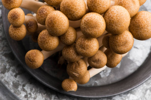 istock Brown beech mushrooms, Shimeji mushroom 1207067563