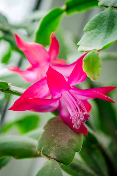 istock Pink Zigocactus Flowers 1207067750