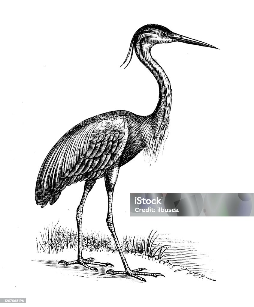 Antique animal illustration: purple heron (Ardea purpurea) Heron stock illustration