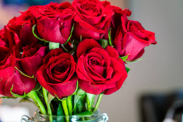 docena de rosas rojas en san valentín - romance petal nature close up fotografías e imágenes de stock