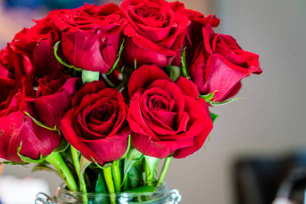 dozen red roses on valentine's day - rose colored imagens e fotografias de stock