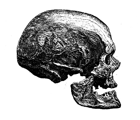 Antique illustration: Cro-Magnon man skull