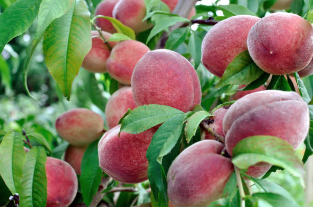 istock closeup of growing peaches 1207072776