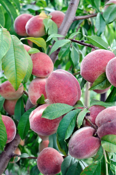 istock closeup of growing peaches on a tree 1207072783