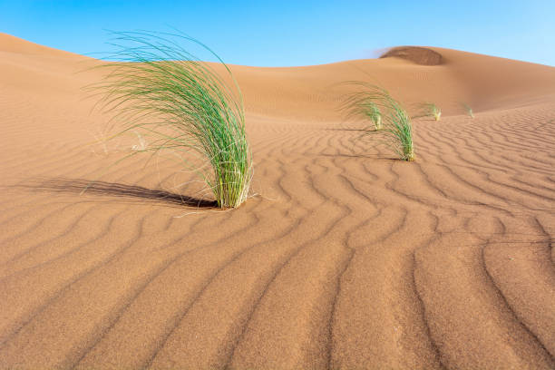 istock Herbs in the Merzouga Desert 1207074097