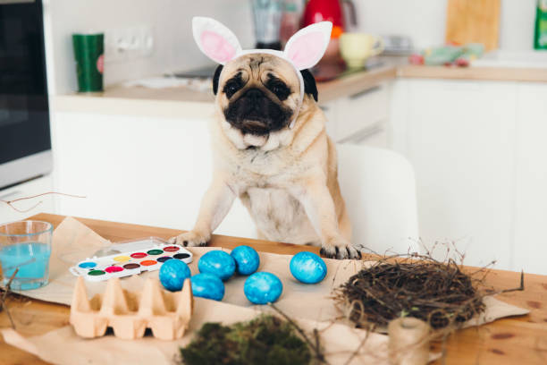Little beautiful Bunny making Easter eggs and decorations Small fluffy cute dog - pug breed in Bunny ears having fun preparing with his family easter blue eggs and decorations with nest and moss at his Scandinavian style apartment breed eggs stock pictures, royalty-free photos & images