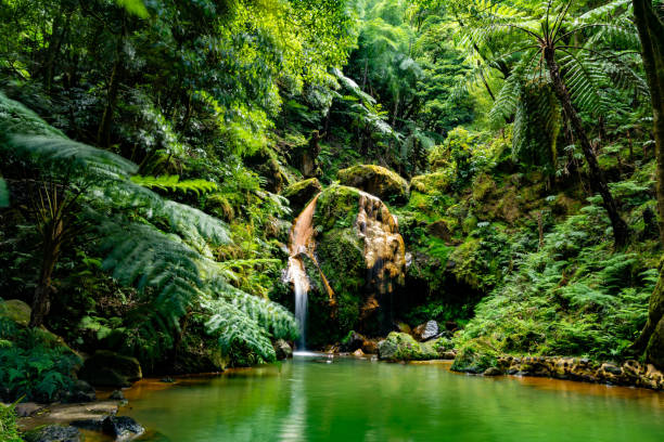 azores sao miguel caldeira velha waterfall thermal park - san miguel imagens e fotografias de stock