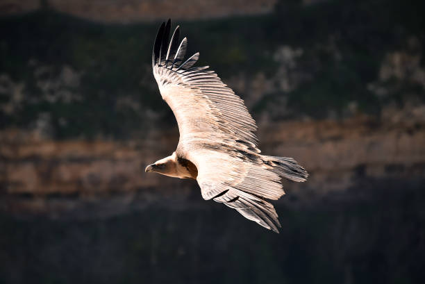 griffon vulture flying - griffon vulture imagens e fotografias de stock