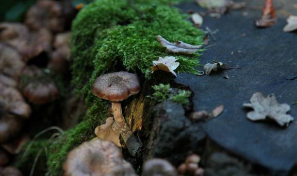 istock Woodland mushroom on felled tree 1207076933