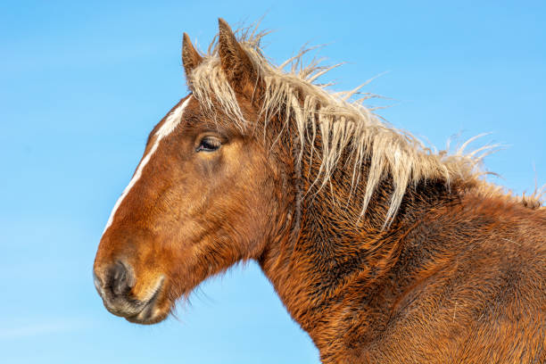 istock Portrait of horse 1207077161