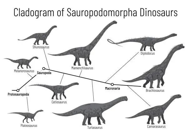 Vector illustration of Cladogram of sauropodomorpha dinosaurs. Monochrome vector illustration of diagram showing relations among sauropods - protosauropoda, sauropoda, macronaria. Dinosaurs on white background