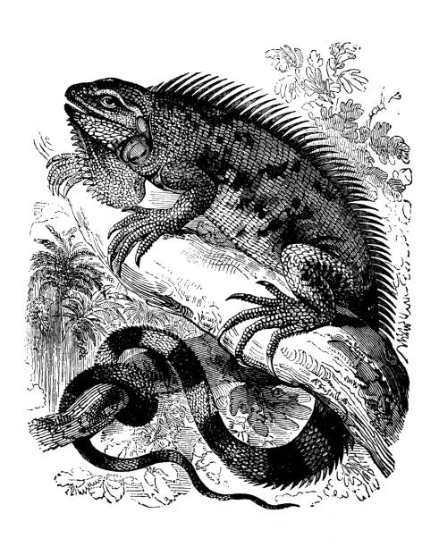 Antique animal illustration: Iguana